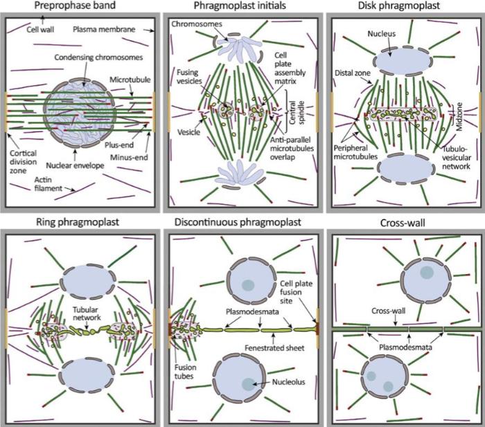 <ul><li><p>dense ring of cytoskeleton filaments and proteins</p></li><li><p>microtubules, actin, organelles, accessory proteins</p></li><li><p>band disappears by prometaphase, but cell remembers its original location</p></li><li><p>division plane forms at former site</p></li><li><p>molecular mark is unknown, membrane proteins recruited and retained at site during mitosis</p></li></ul><p></p>