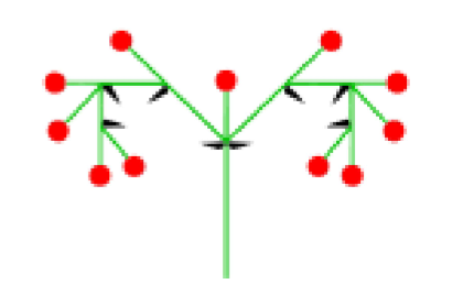 <p>the first flower to open is the one at the top or center, followed by the rest</p>