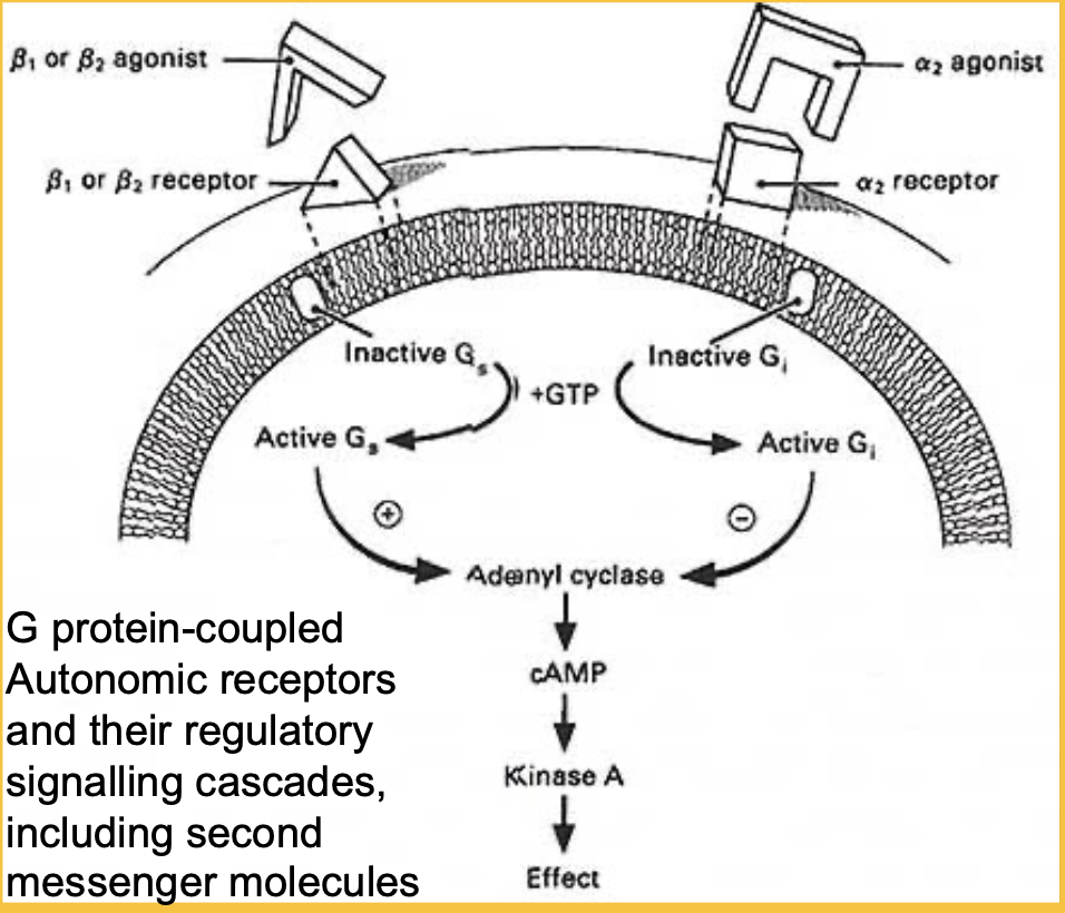 This pathway is FAST