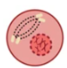 <p>The first stage of mitosis, where chromatin condenses into visible chromosomes, the nuclear envelope breaks down, and spindle fibers begin to form. </p>