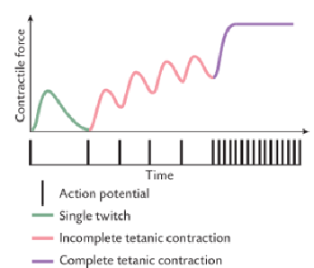 <ul><li><p><strong>A series of rapid succession action potentials that result in persistent contraction of the muscle fibres</strong></p></li><li><p>AP lasts 1-2ms, causing a <strong> twitch</strong> once twitch subsides a new AP is generated</p></li><li><p>If AP intervals are shorter than the duration of a single twitch, fibre remains contracted (sustained constant force) = <strong>Complete Tetanic contraction</strong></p></li><li><p><strong>incomplete tetanic contraction </strong>= partly fused contractile force fluctuates at same fq as APs</p></li><li><p><strong>maximum contraction </strong>= Ca ion concentration i cytosol is maintained above level required to unlock all actin binding sites</p></li><li><p><strong>maximum force </strong>= 3 - 5x higher than during a single twitch (Ca ion level is higher)</p></li></ul><p></p>