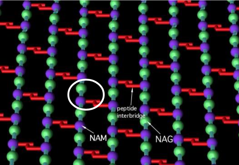 <p>Chains of sugars (NAG and NAM) which are connected by a β 1-4 cross link which also has a peptide interbridge link between 2 NAMs from with the other chains on either side connecting them together to make a mesh like structure</p>