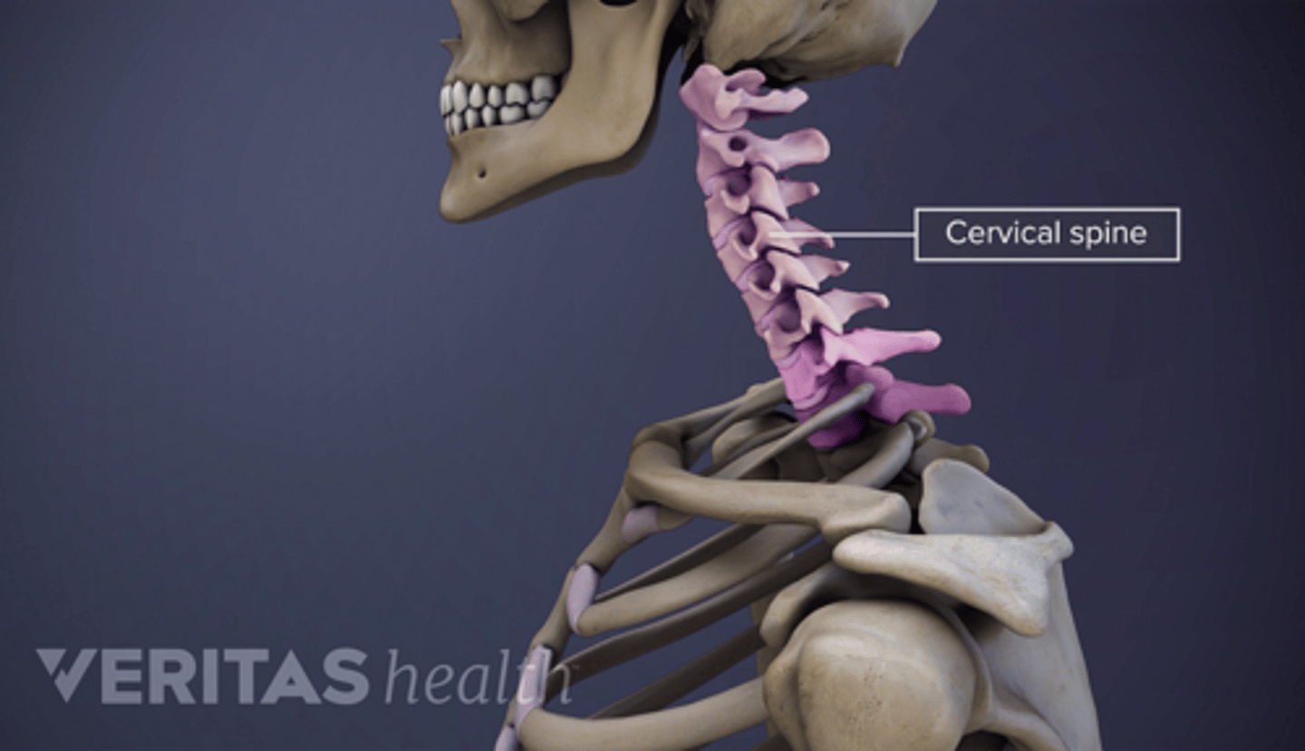 <p>First seven vertebrae (C1-C7). Makes up the neck.</p>