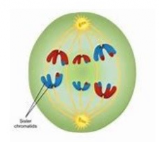 <p>Question 12: Which stage of meiosis is the cell on the right side currently in?</p><p>a. Anaphase II</p><p>b. Metaphase II</p><p>c. Prophase II</p><p>d. Telophase II</p>