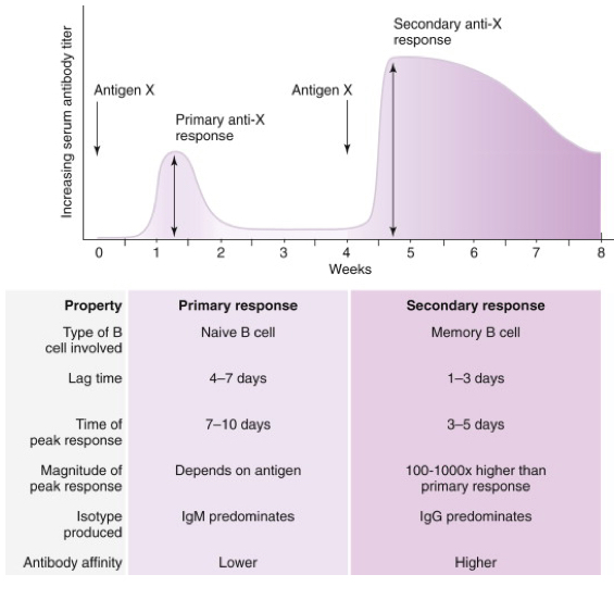 <p>Why is secondary immune response quicker and much greater than a primary response?</p>