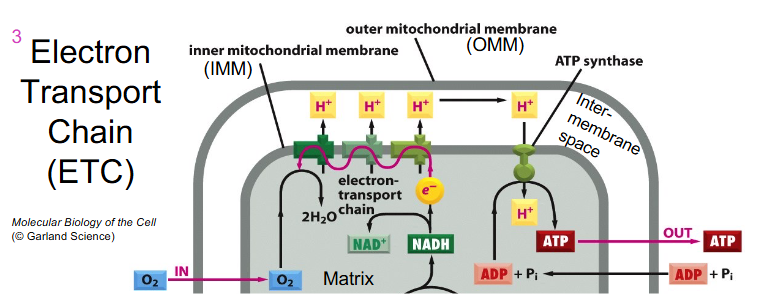 <p>- ETC = sequentially acting e- carriers, most are proteins with prosthetic groups able to accept and donate e- (e.g directly as e-, as H atom or hydride ion)</p><p>- Ubiquinone = CoQ is lipid-soluble and mobile e- carrier (it can physically move in the IMM)</p><p>- Cytochromes (a, b, c) = iron-containing proteins (haem prosthetic group)</p><p>- can be reduced (Fe2+) or oxidised (Fe3+)</p><p>- Cytochrome C is mobile</p>