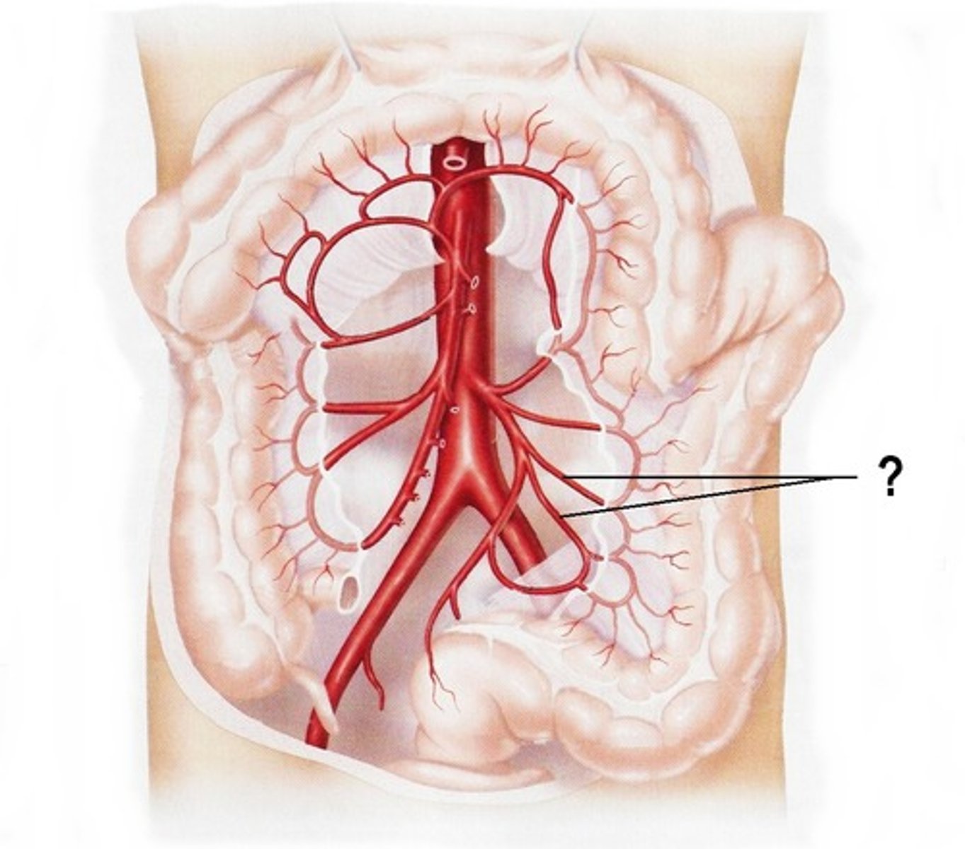 <p>sigmoid colon</p>