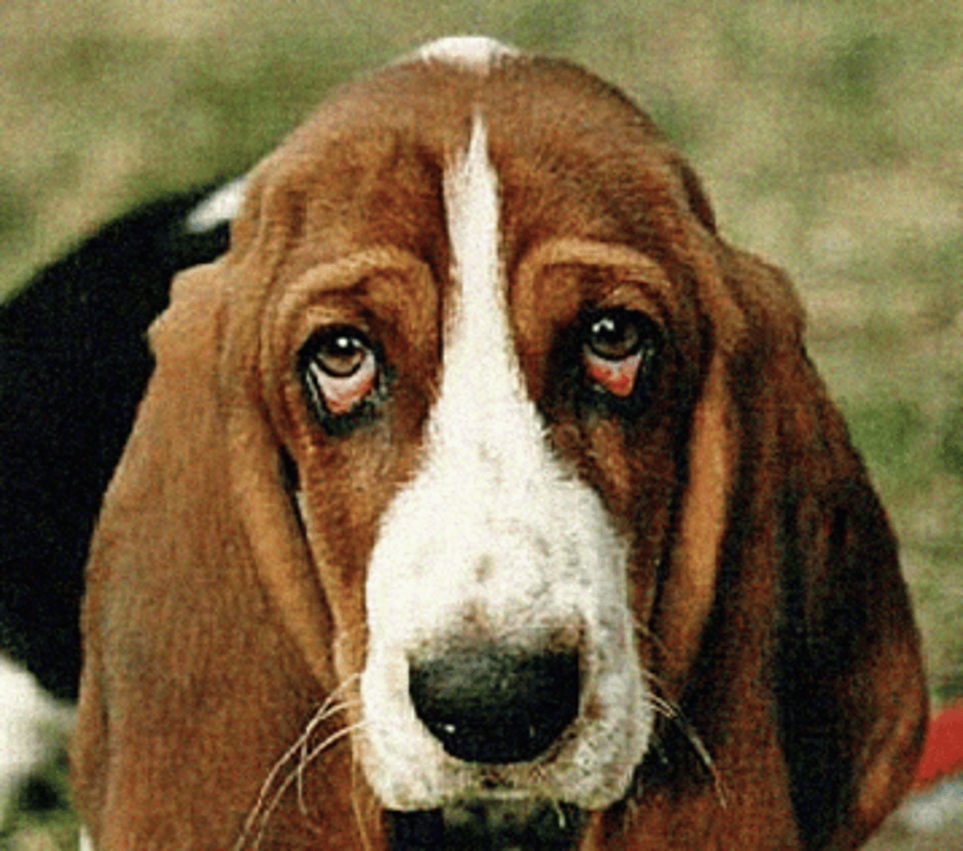 <p>Eyelid is excessive and droops.</p>
