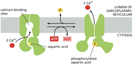 <p>Definition: active transporter that uses energy supplied by ATP hydrolysis to actively expel (Ca<sup>2+</sup>) from the cytosol.</p><ul><li><p>is an ATP driven pump, moves Ca into the ER (sarcoplasmic reticulum in muscle cells) </p></li></ul><ul><li><p>kept at low concentration in the cytosol </p></li><li><p>(Ca<sup>2+</sup>) is less plentiful then Na+</p></li><li><p>(Ca<sup>2+</sup>) can bind tightly to a variety of proteins in the cell, altering activities </p></li><li><p>an influx of calcium into the cytosol through the channels used by different cells as an intracellular signal to trigger processes like muscle contractions, fertilization, or nerve cell communication </p></li></ul><p></p>