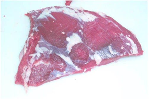 <p>Muscle</p>