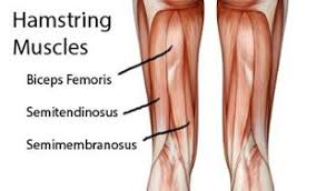 <p>the head in the middle of the hamstring, inbetween the biceps femoris and semimembranosus</p>