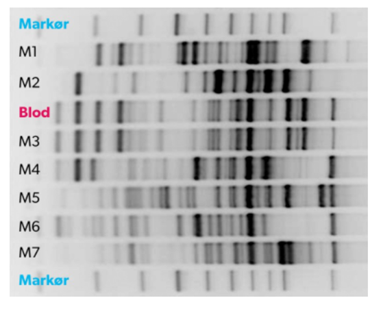 <p>·        Bruker deler av DNA som ikke er gener, de er mest ulike fra individ til individ</p><p>·        Deler av DNA-et klippes opp ved hjelp av enzymer, bitene skilles fra hverandre med elektroforese. DNA-bitene fra et individ danner et bestemt mønster, et &quot;DNA-fingeravtrykk&quot; / en DNA-profil som er unik for dette individet.  (de minste bitene vandrer lengst)</p>