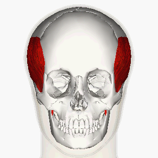 <p>Side of head above ears;</p><p> fan-shaped </p><p> “temple”</p>