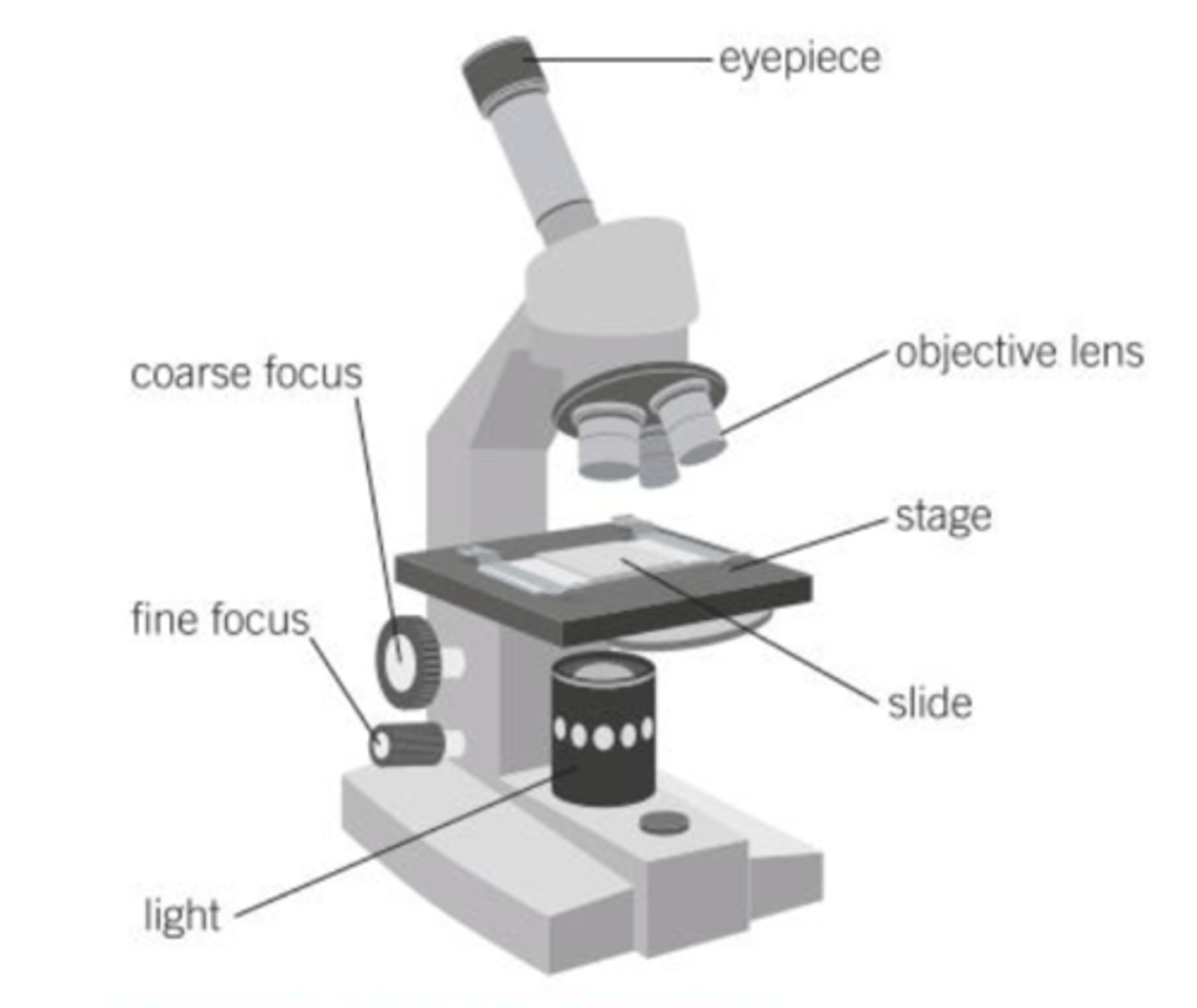<p>Eyepiece, coarse adjustment knob, fine adjustment knob, high and low power objective lenses, stage, light</p>