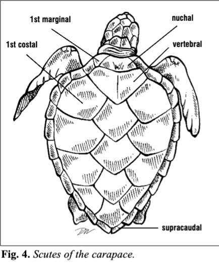 <p><span>The lastmarginal scutes on each side are termed supracaudals or postcentral.</span></p>