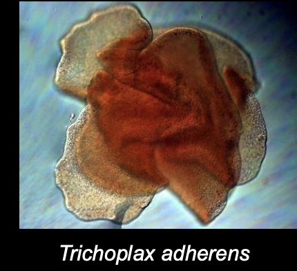 <p>Phylum Placozoa —&gt; Trichoplax adherens</p>