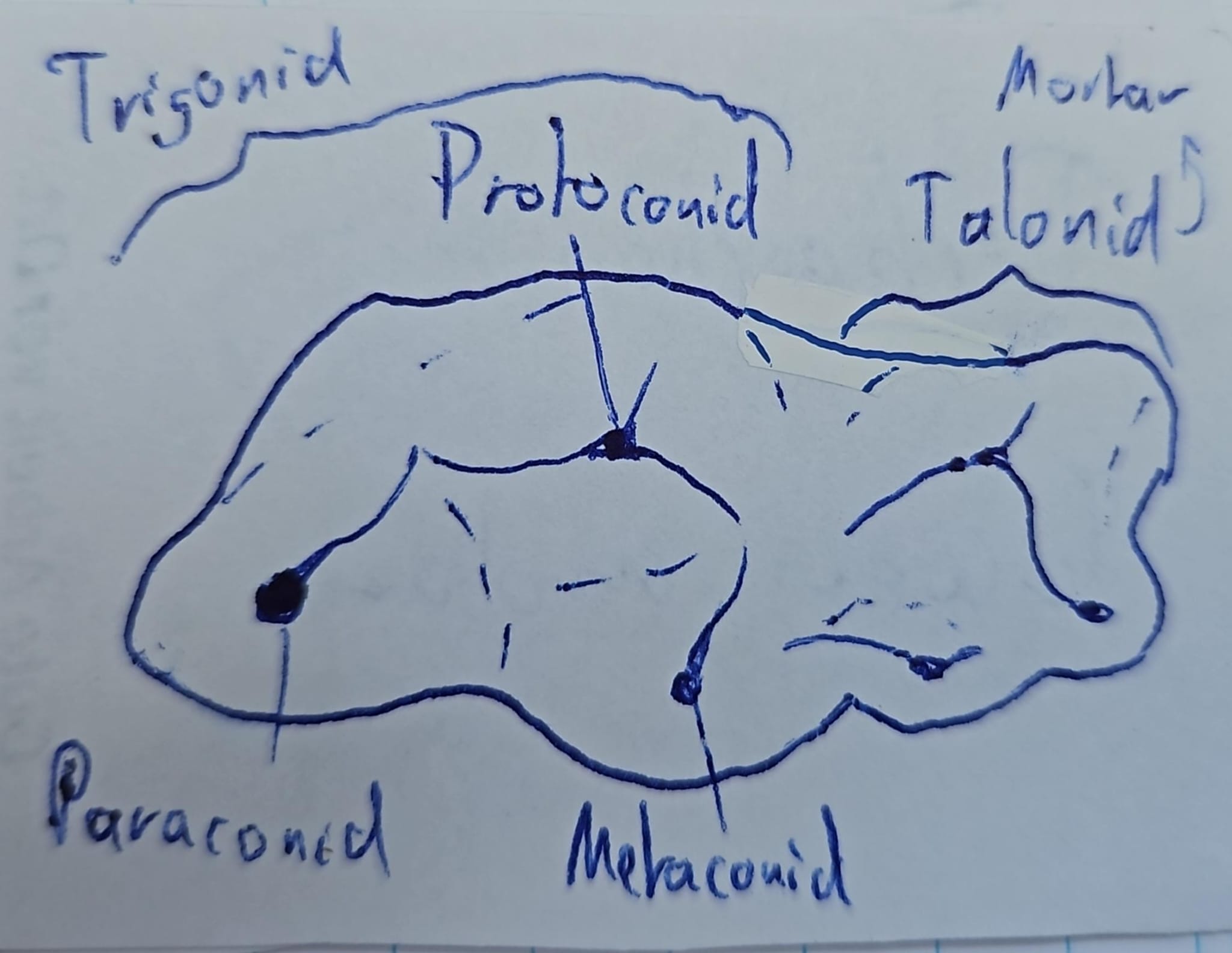 knowt flashcard image