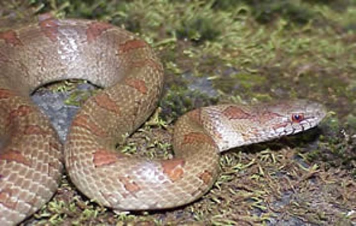 <p>76.2-116.8cm</p><p><strong>Small, dark blotches on a tan, or reddish dorsum</strong></p><p><strong>Yellow to white venter</strong></p><p>Markings dull with age, absent in older males</p>