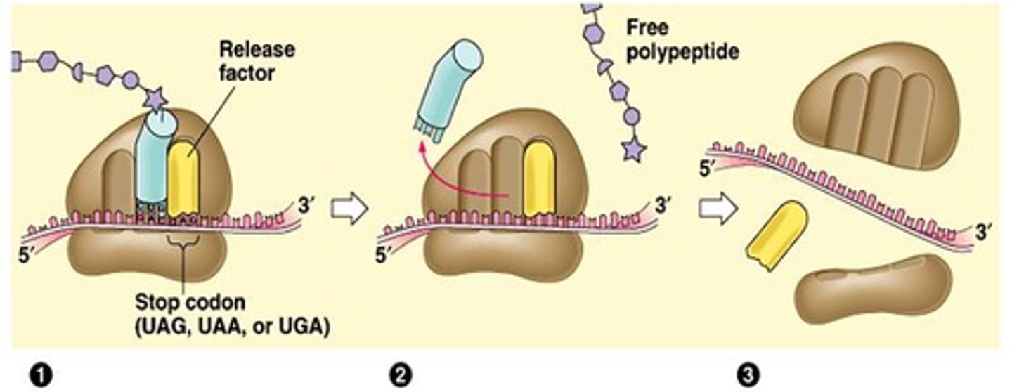 <p>Translation stops when a stop codon is reached.</p>