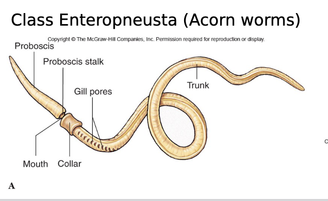 <p>A phylum of marine deuterostome animals that includes acorn worms and pterobranchs, characterized by a body divided into three parts: proboscis, collar, and trunk. They share features with both echinoderms (larvae)  and chordates (gill slits).</p>