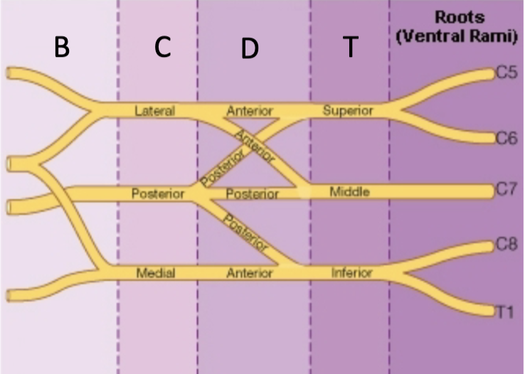 Simplified Brachial Plexus