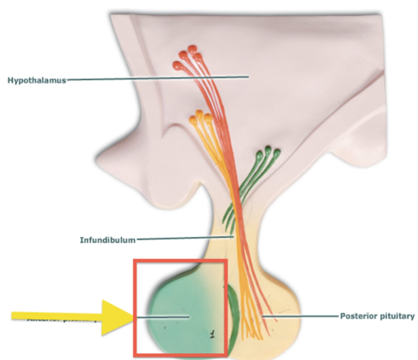 <p>75% of weight of pituitary, secretes 7 hormones; made of glandular epithelial tissue</p>