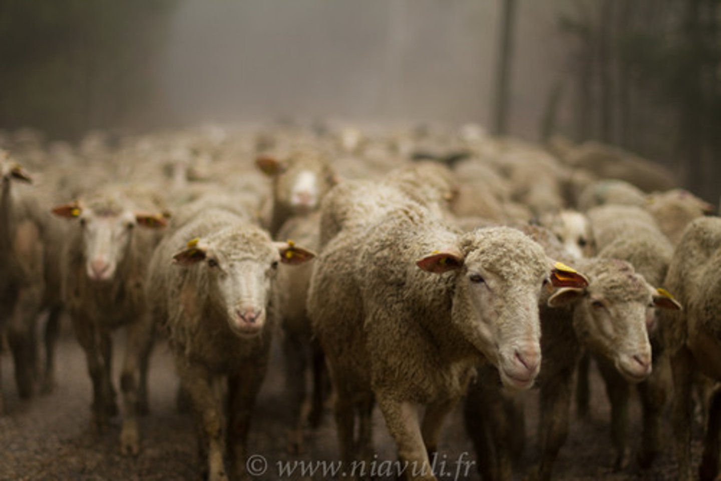 <p>moving herds of animals to the highlands in the summer and into the low lands in the winter</p>