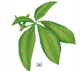 <p>All leaflets attached at same points at the end of petiole</p>