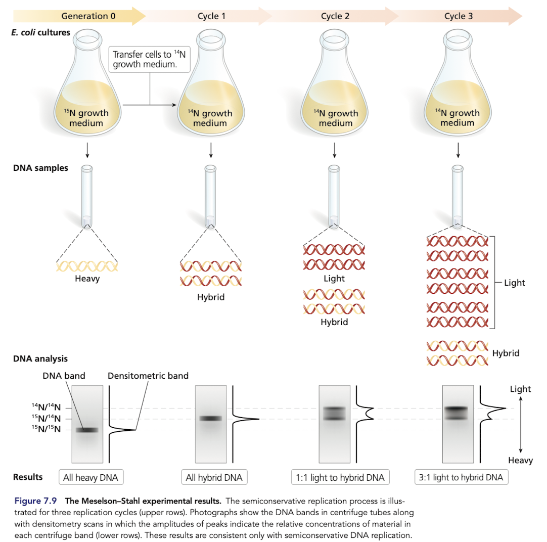 <p>DIspersive model predicts a single density in all generations </p><ul><li><p>in the 2nd generation, expect DNA to be a mixture and show up as one fuzzy band that is not near the oure 14N/14N band </p></li></ul>