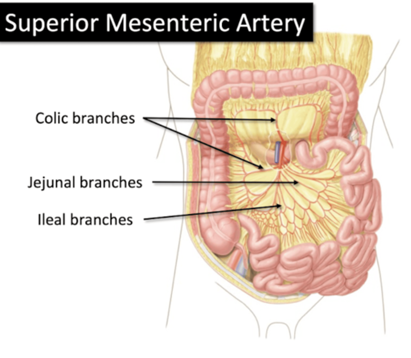 <p>Arterial Supply of Gut</p><p>Colic Branches</p><p>Jejunal Branches</p><p>Ileal Branches</p>
