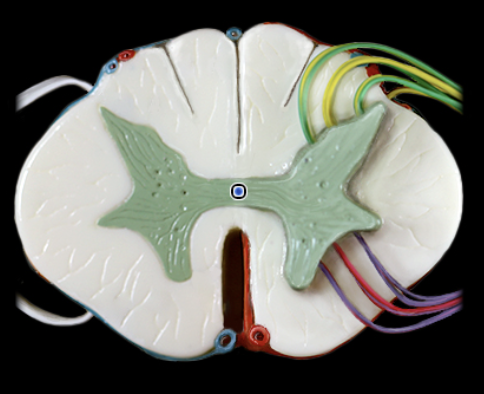 <p>What structure is shown?</p>