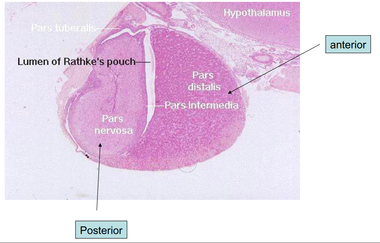 <p>hypophysis (pituitary gland)</p>