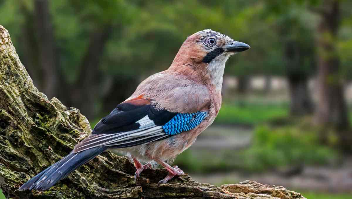 <p>geai (garrulus glandarius)</p>