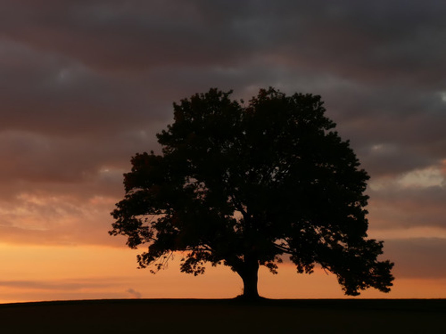 <p>(adj.) lasting for a long time, persistent; (n.) a plant that lives for many years</p>