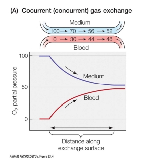 <ul><li><p>Co-current gas exchange (also called concurrent gas exchange) is when the respiratory medium (like water or air) and the blood flow in the same direction across the gas exchange surface.</p></li></ul><p></p>