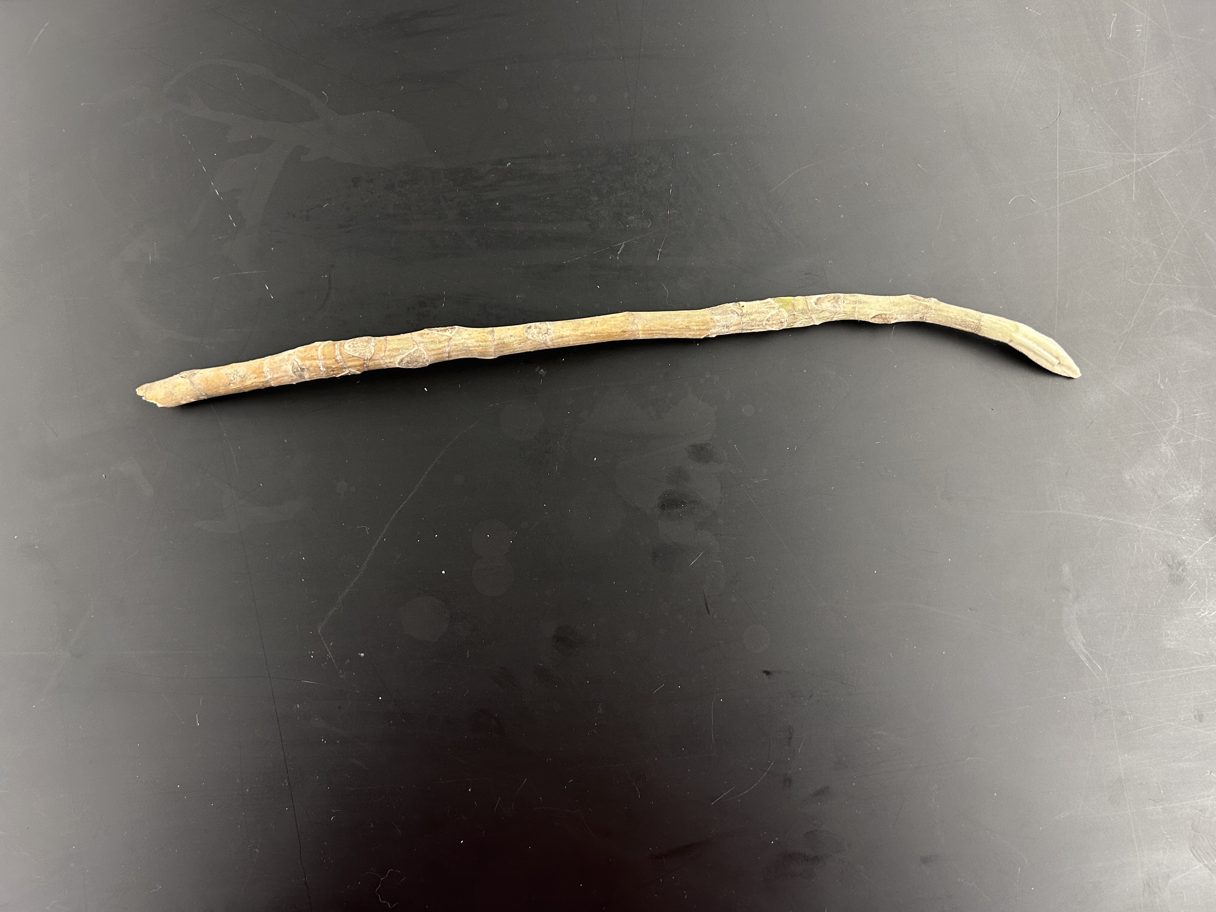 <p>What tree is this </p>