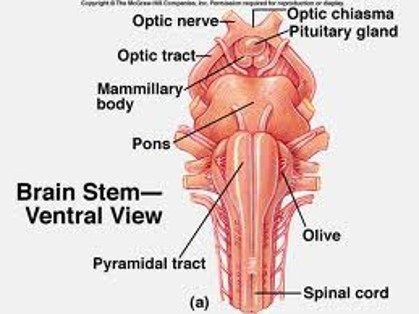 <p>the oldest part and central core of the brain, beginning where the spinal cord swells as it enters the skull; It is responsible for automatic survival functions.</p>