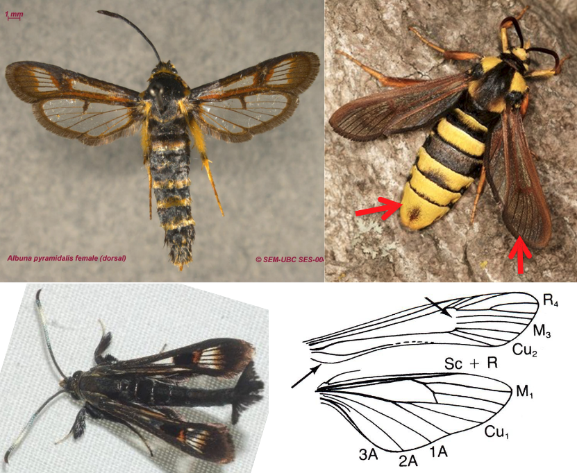 <ul><li><p>Antennae widen gradually, then narrow at tip</p></li><li><p>Ocelli conspicuous</p></li><li><p><strong><em>Transparent, scaleless “windows” on wings</em></strong></p></li><li><p>HW broad with anal area well developed (1A-3A)</p></li><li><p>Size small to medium</p></li><li><p>Often wasp-like in shape and coloring</p></li></ul><p></p>
