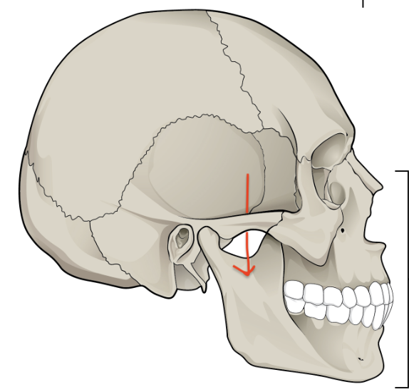 <p>what is this skull feature? </p>