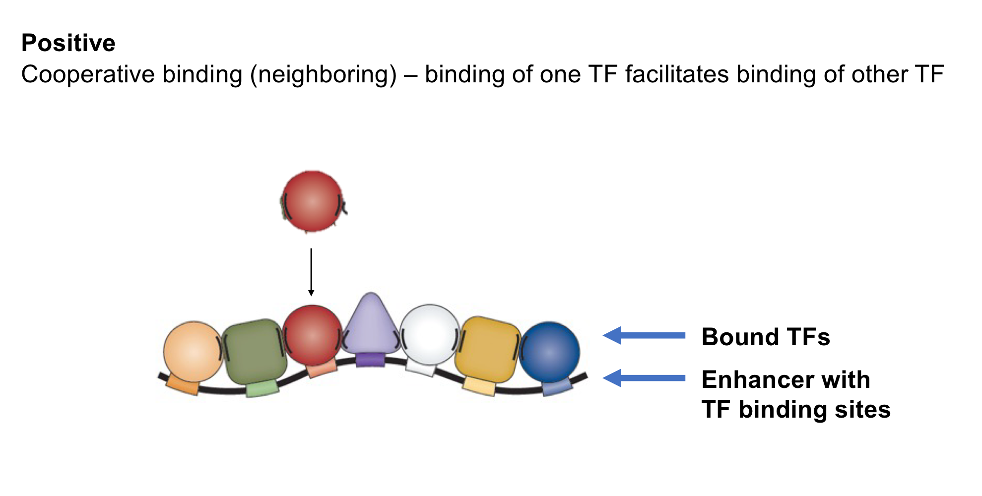 <p>Positive TF interaction: When the binding of one TF to an enhancer makes the <strong>binding of another TF easier </strong>(increases binding affinity)</p>