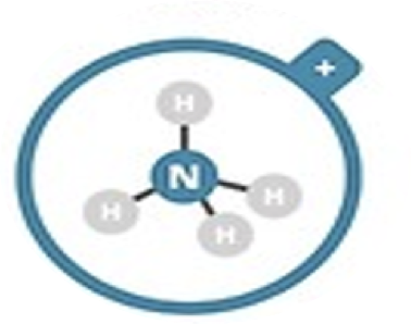 <p>Ammonium</p>