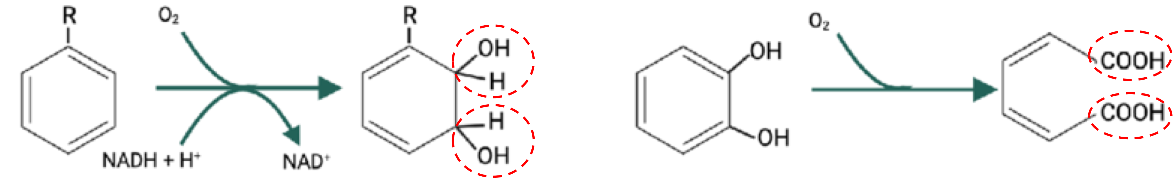 <p>both oxygen atoms transferred to substrate</p>