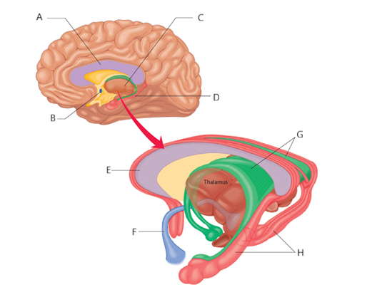 <p>Identificeer de commisures</p><p></p>