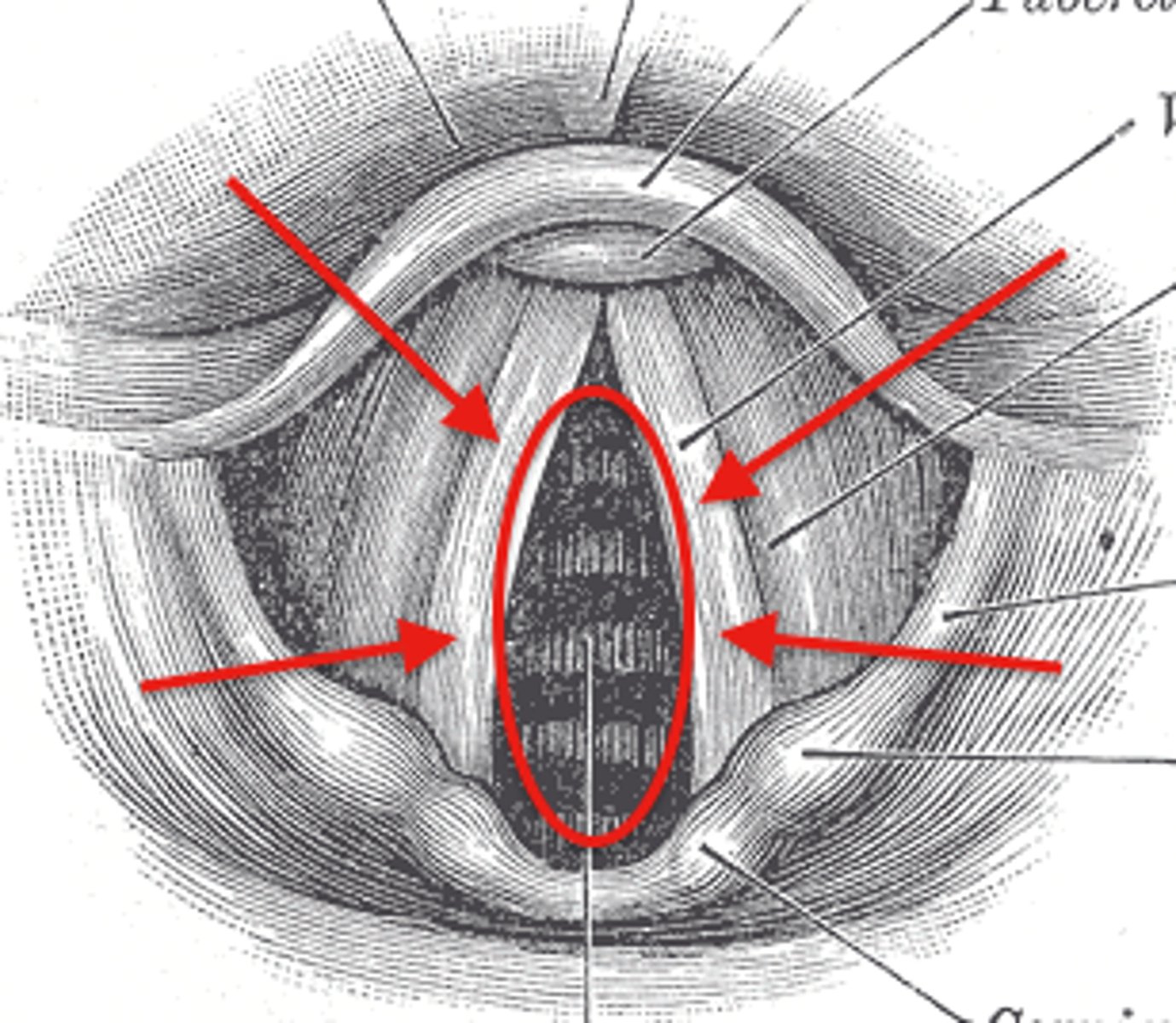 <p>opening between vocal folds</p>