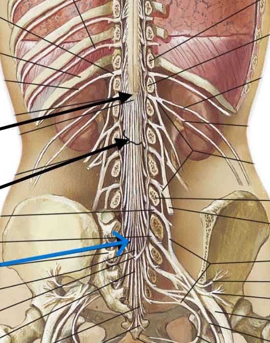 <p>Which part of the spinal cord is:</p><ul><li><p>At the end of conus medullaris</p></li><li><p>Thin</p></li></ul><p></p>