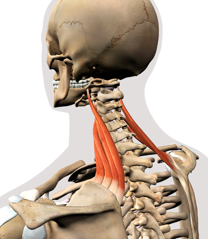 acts on scapula