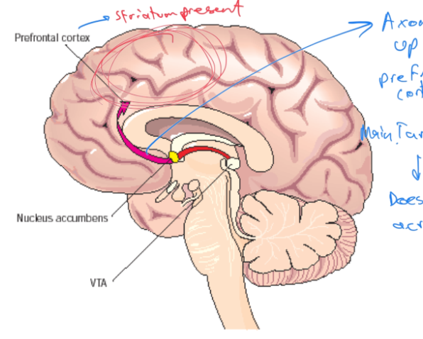 <p>What is the order of the mesolimbic dopamine system</p>