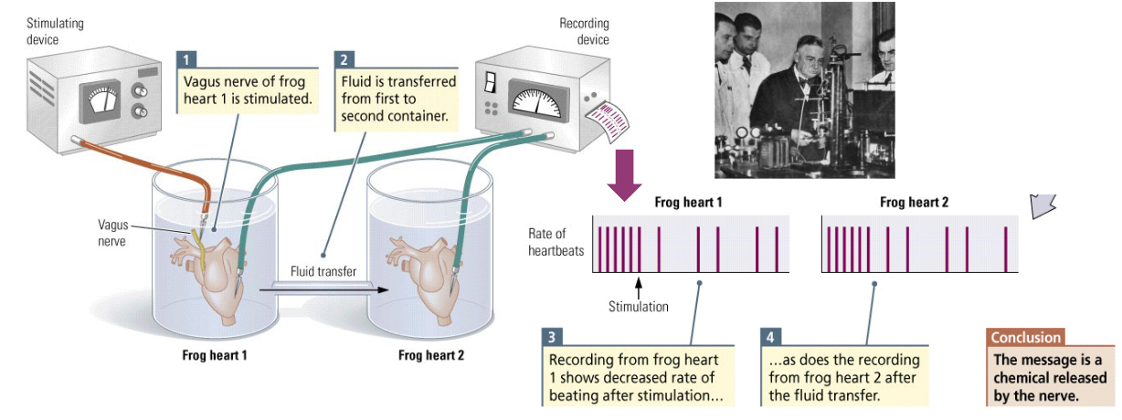<p>Transmission of information between neurons happens <u>chemically</u> (de rest is niet belangrijk voor examen).</p><ul><li><p>The chemical messenger is later identified as <strong>Acetylcholine (Ach)</strong>.</p></li></ul><p></p>