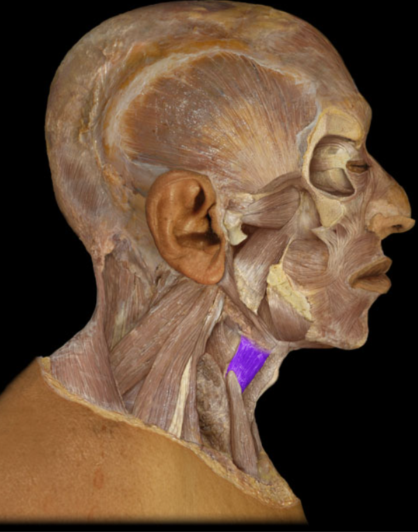 <ul><li><p>Action: Elevation of larynx, Depression of hyoid bone</p></li><li><p>Origin: Thyroid cartilage of larynx</p></li><li><p>Insertion: Hyoid bone</p></li><li><p>Innervation: Ventral ramus of C1 spinal nerve</p></li></ul><p></p>