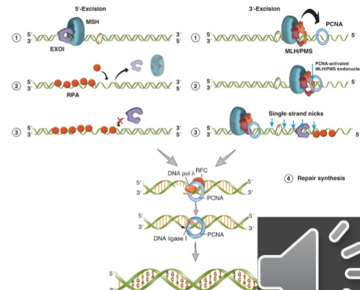 <p>requires strand identification to see which strand is correct - unclear in eukaryotes but in E. coli can differentiate by presence of methylated GATC, which is the strand that gets nicked</p><p>once mismatch is recognized, more ATP-bound-MSH sliding clamps are leaded (slows down replication at mismatch and recruits proteins for repair)</p><p>DNA is then excised either 5’ or 3’ from the mismatch</p>